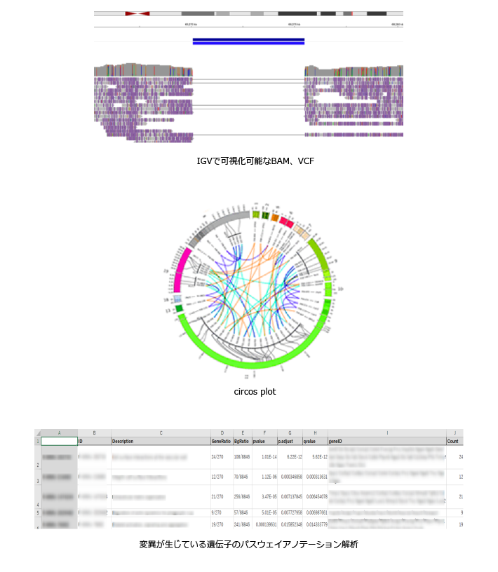 ロングリードを用いたがんのゲノム構造変異解析の納品物例