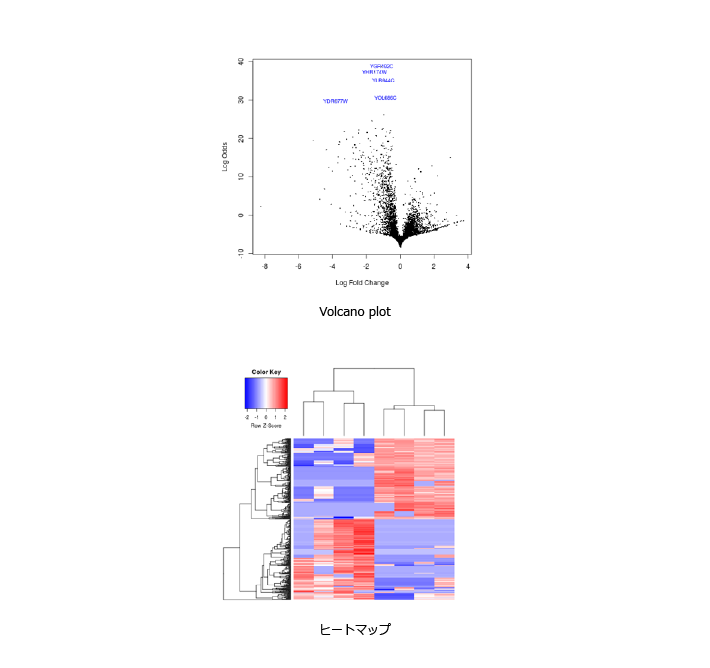 マイクロアレイ解析の納品物例
