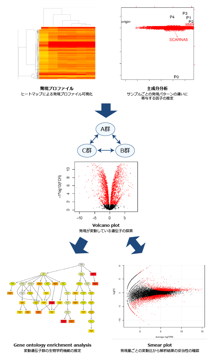 PDX向け発現解析レポートの納品物例