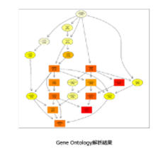 GO解析