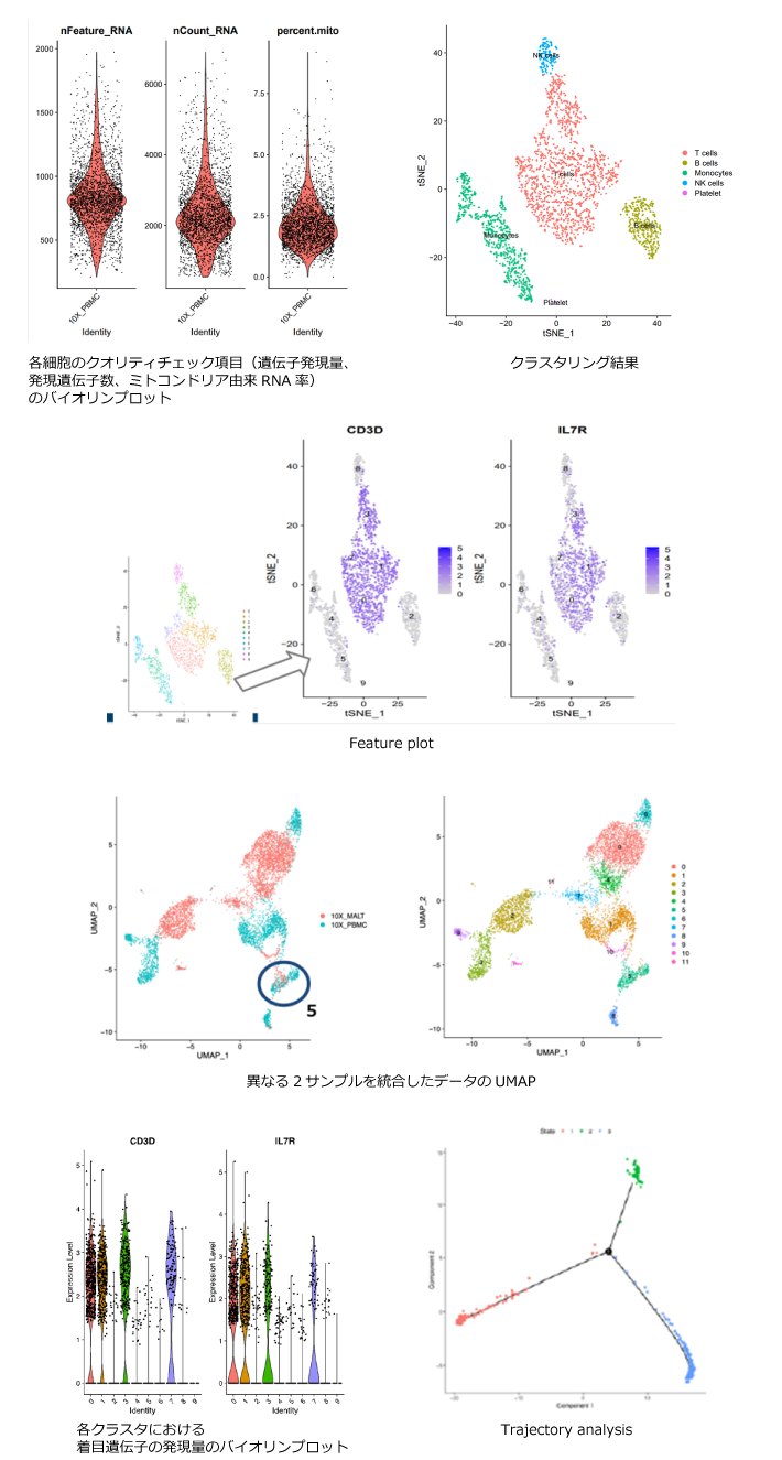 バイオリンプロット、クラスタリング結果、Feature plot、UMAP