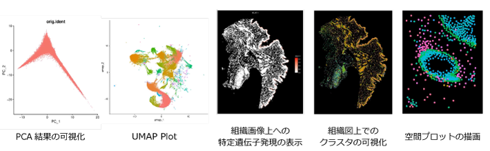 空間的遺伝子発現解析トレーニングで作図可能となる各種プロットの例